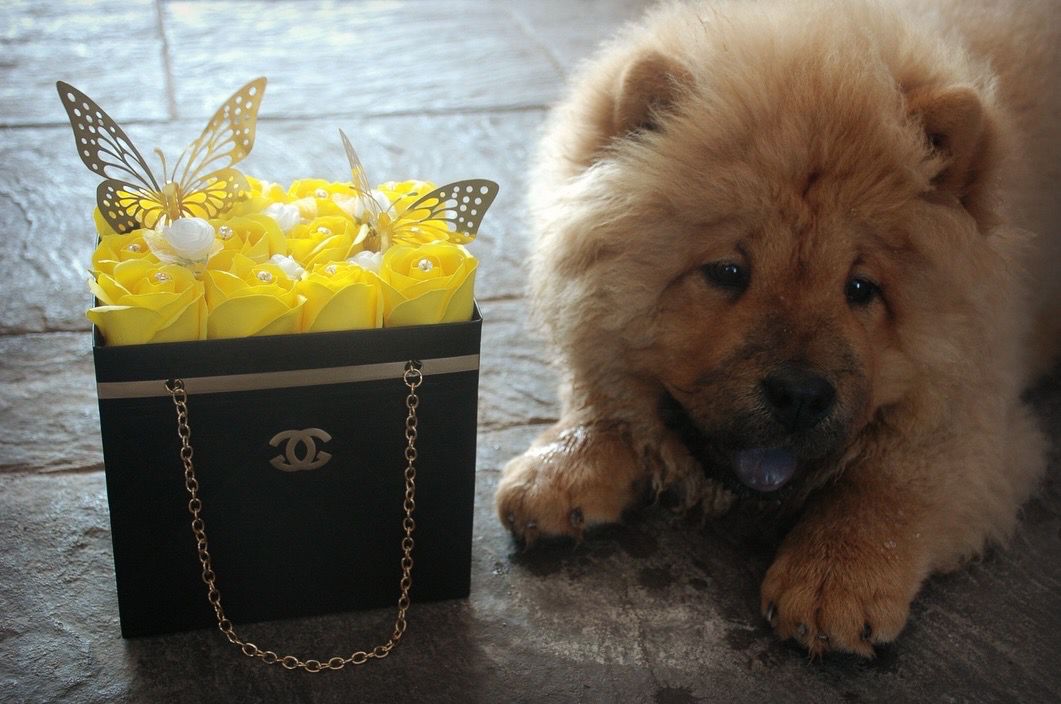 chow chow españa chow chow paraiso perra hembra de chow chow con arreglo de rosas eternas junto a ella para eneseñar una foto mas bonita llena de dulceza