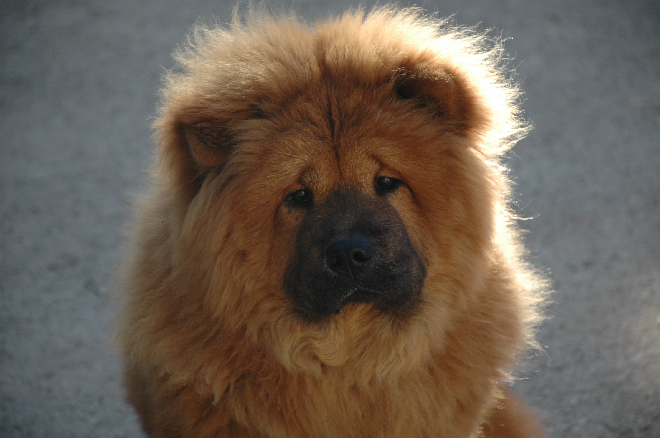 cachorros de chow chow en españa andalusia madrid, cachorros perros mascotas aniamles, chow chow paraiso en españa