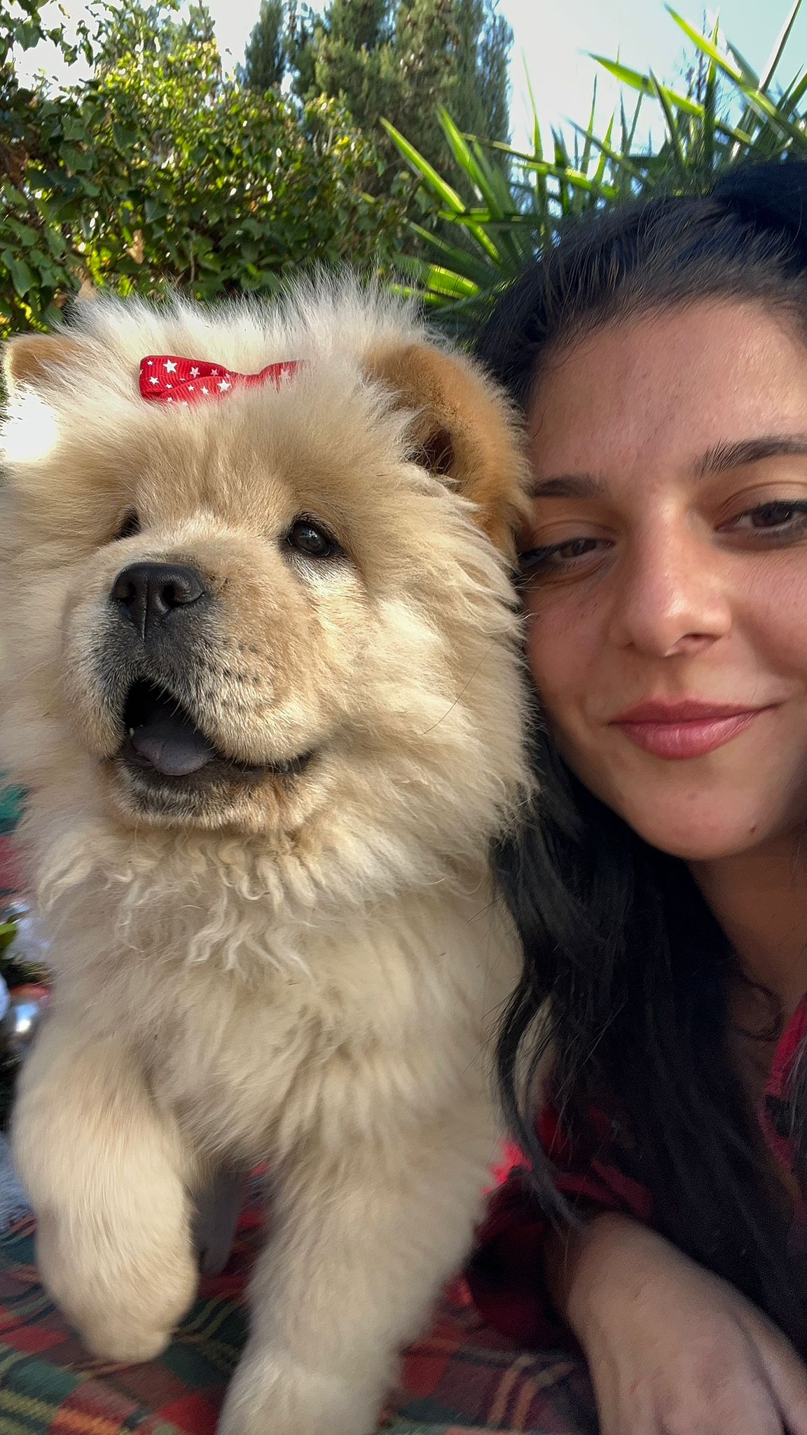 cachorros de chow chow en españa andalusia madrid, cachorros perros mascotas aniamles, chow chow paraiso en españa2